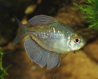 Moenkhausia pittieri
