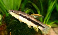 Erythrinus sp. "peru"