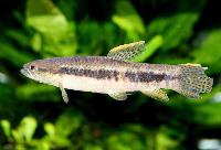 Erythrinus sp. "peru"