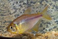 Hyphessobrycon itaparicensis