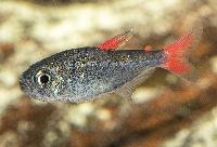 Hyphessobrycon eilyos