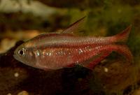 Hyphessobrycon notidanos