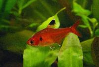 Hyphessobrycon haraldschultzi