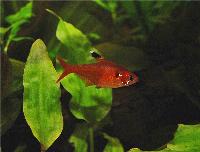 Hyphessobrycon haraldschultzi