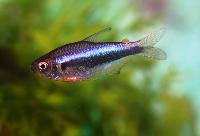 Hyphessobrycon peruvianus