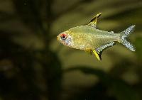 Hyphessobrycon pulchripinnis