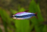 Inpaichthys kerri