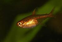 Hyphessobrycon amandae