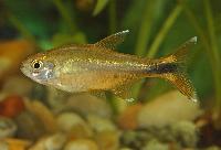 Koppartetra