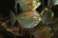 Myloplus rubripinnis