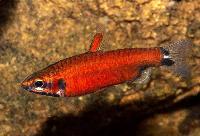 Nannostomus sp. 'superred Amaya'