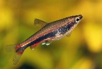 Nannostomus beckfordi
