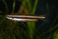 Nannostomus marginatus
