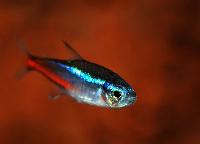 Paracheirodon innesi