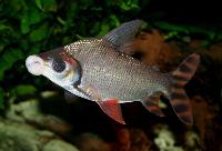Semaprochilodus insignis