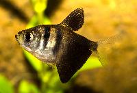 Sorgmanteltetra