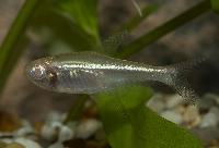 Svart neontetra albino