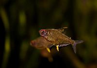 Hyphessobrycon pulchripinnis