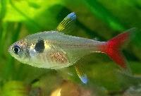 Hyphessobrycon roseus