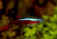 Paracheirodon axelrodi