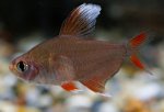 Hyphessobrycon rosaceus "White fin"