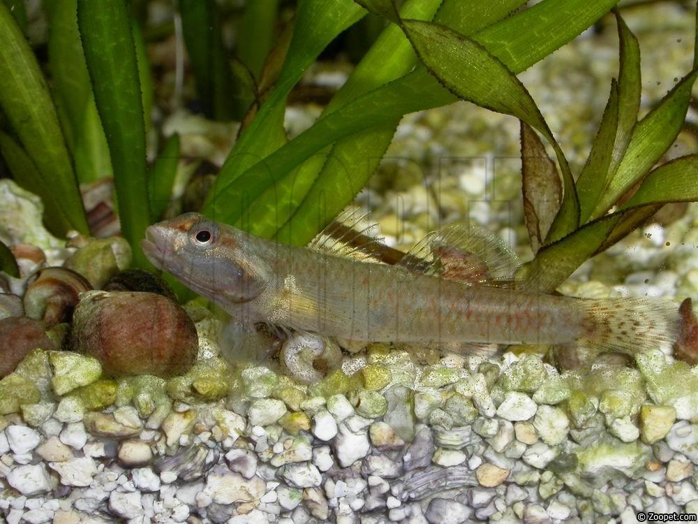 Rhinogobius duospilus (hona)