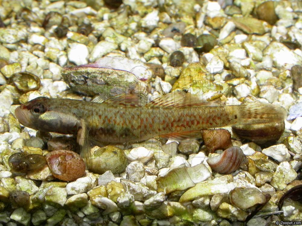 Rhinogobius duospilus (hane)