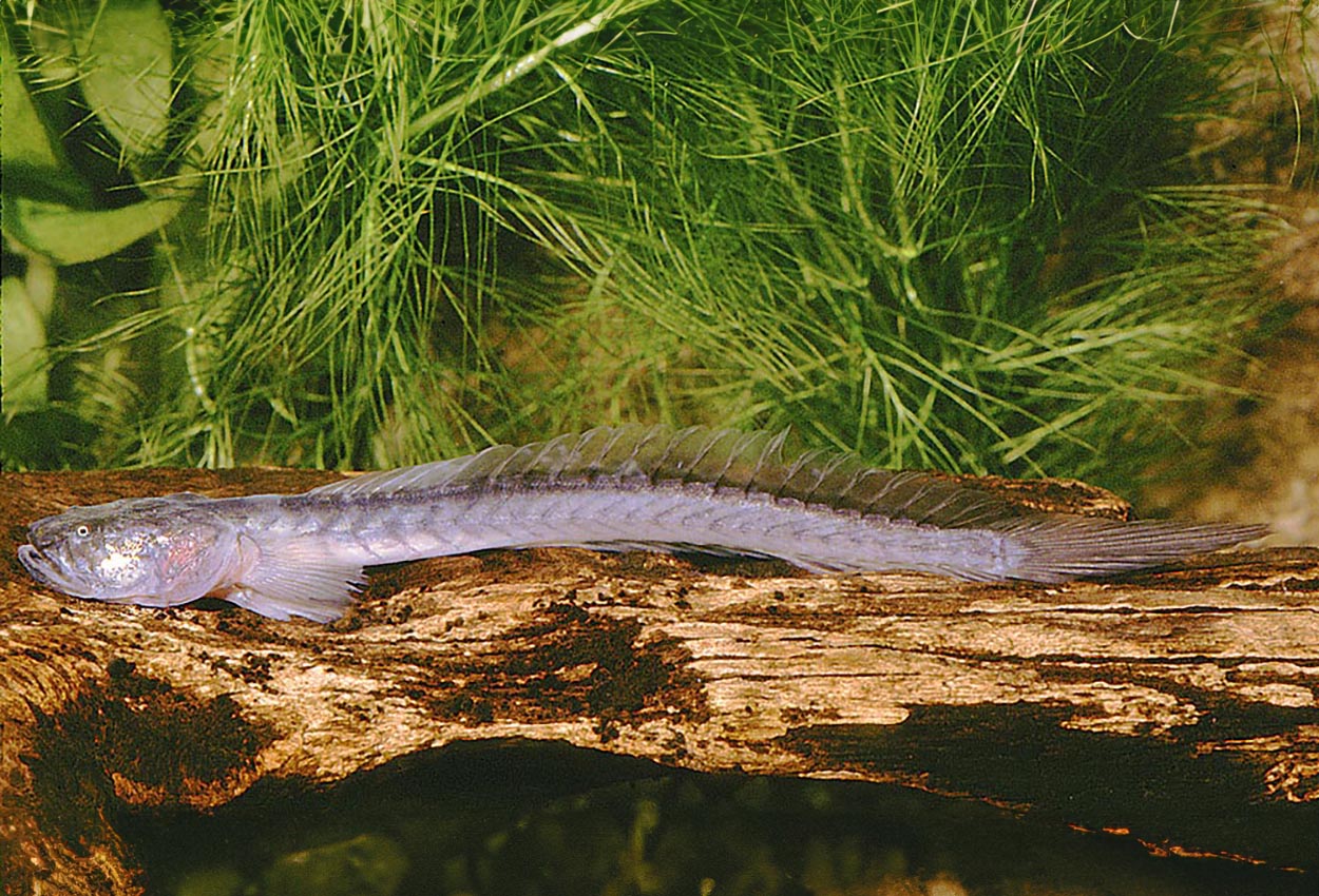 Gobioides broussoneti