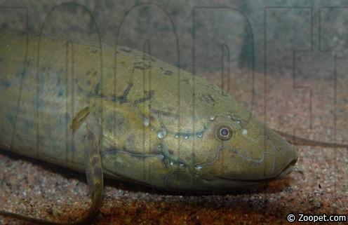 Protopterus annectens