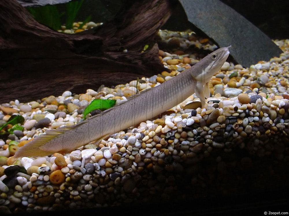 Polypterus senegalus