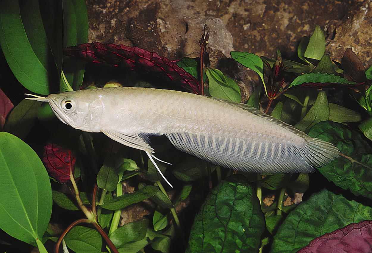 Osteoglossum bicirrhosum