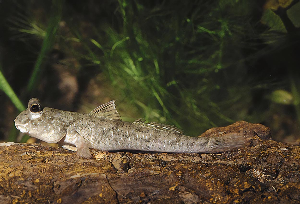Periophthalmus barbarus
