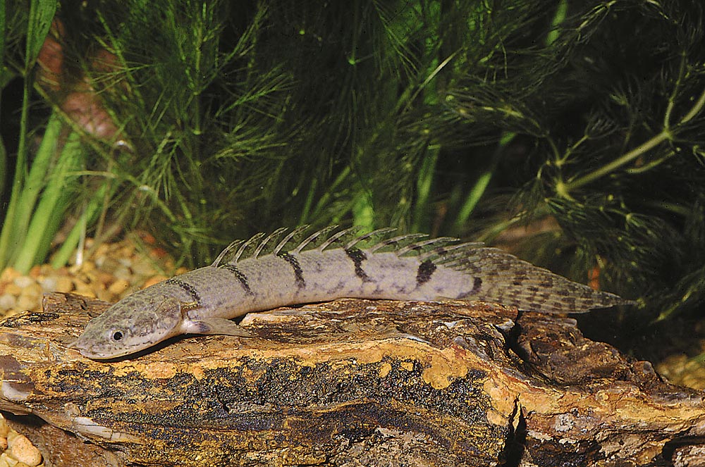 Polypterus delhezi