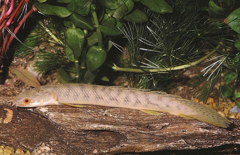 Polypterus retropinnis