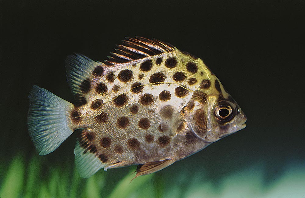 Scatophagus argus