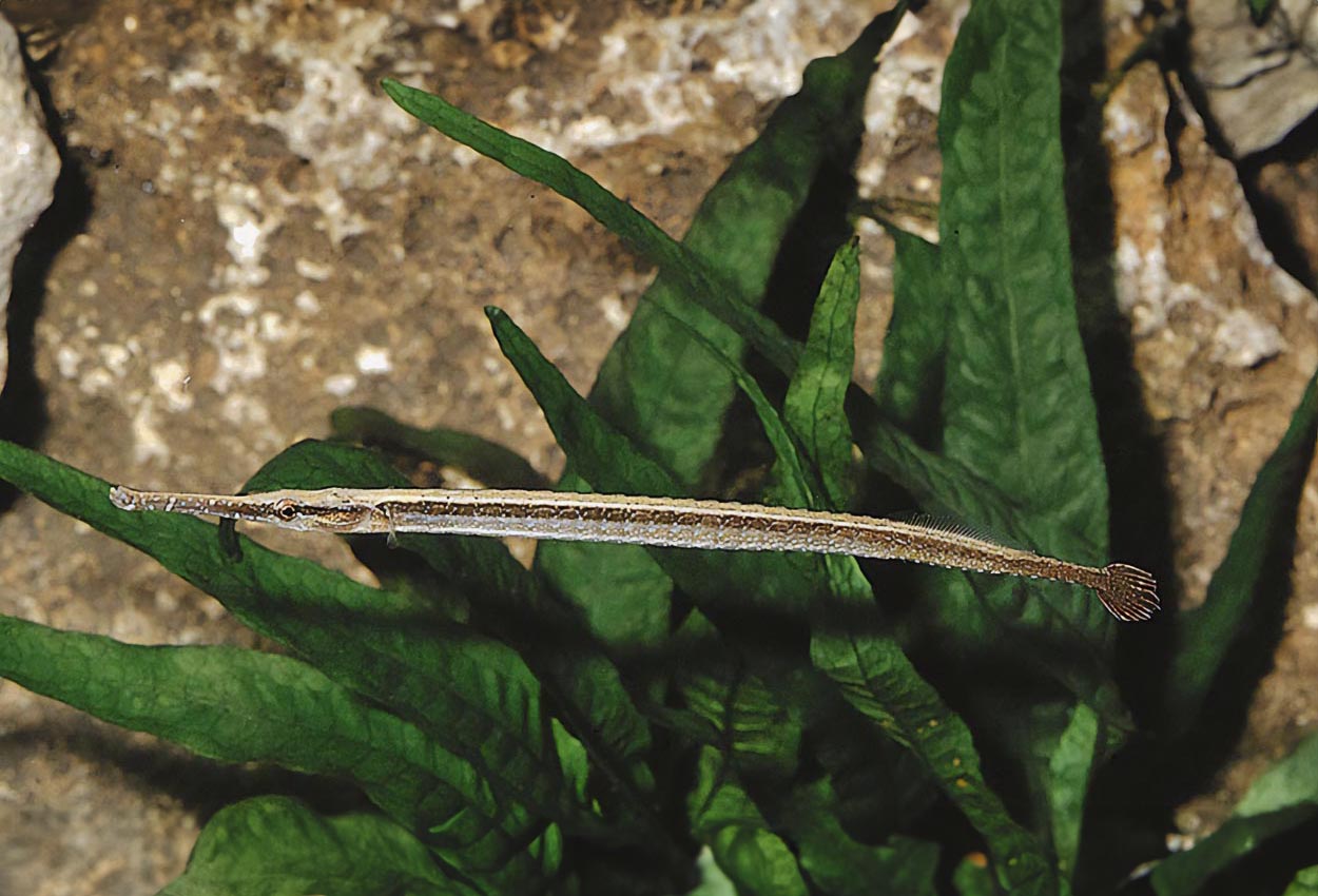 Syngnathus abaster