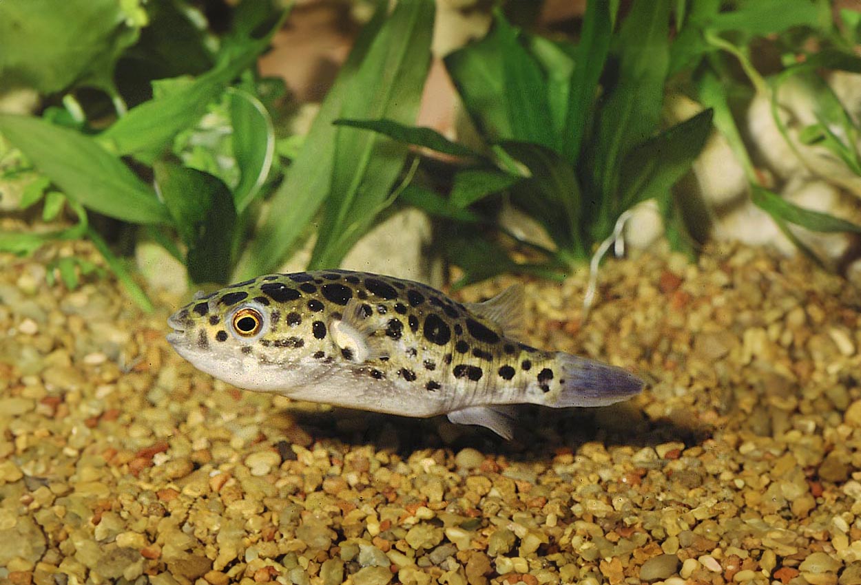 Tetraodon fluviatilis