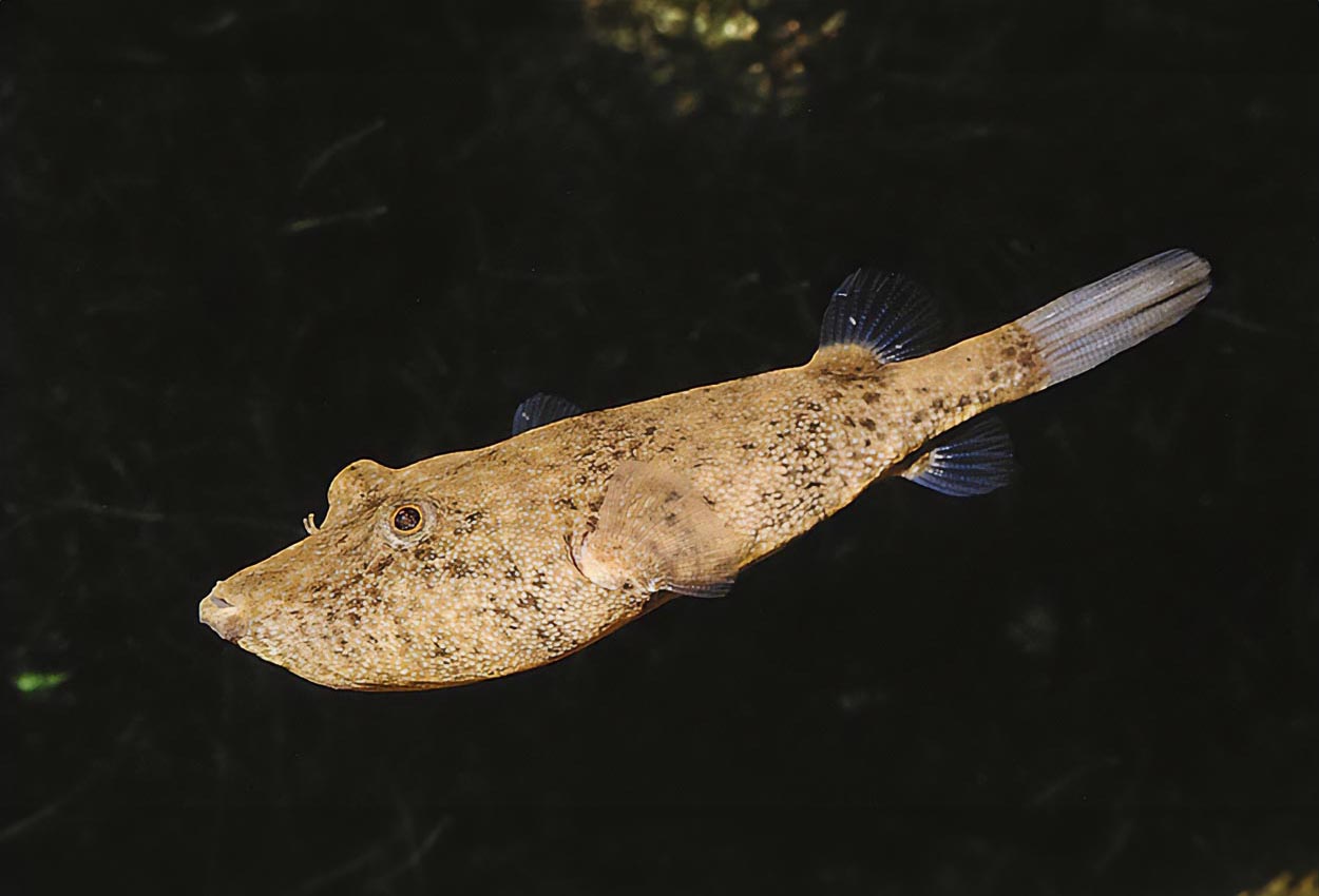 Tetraodon miurus