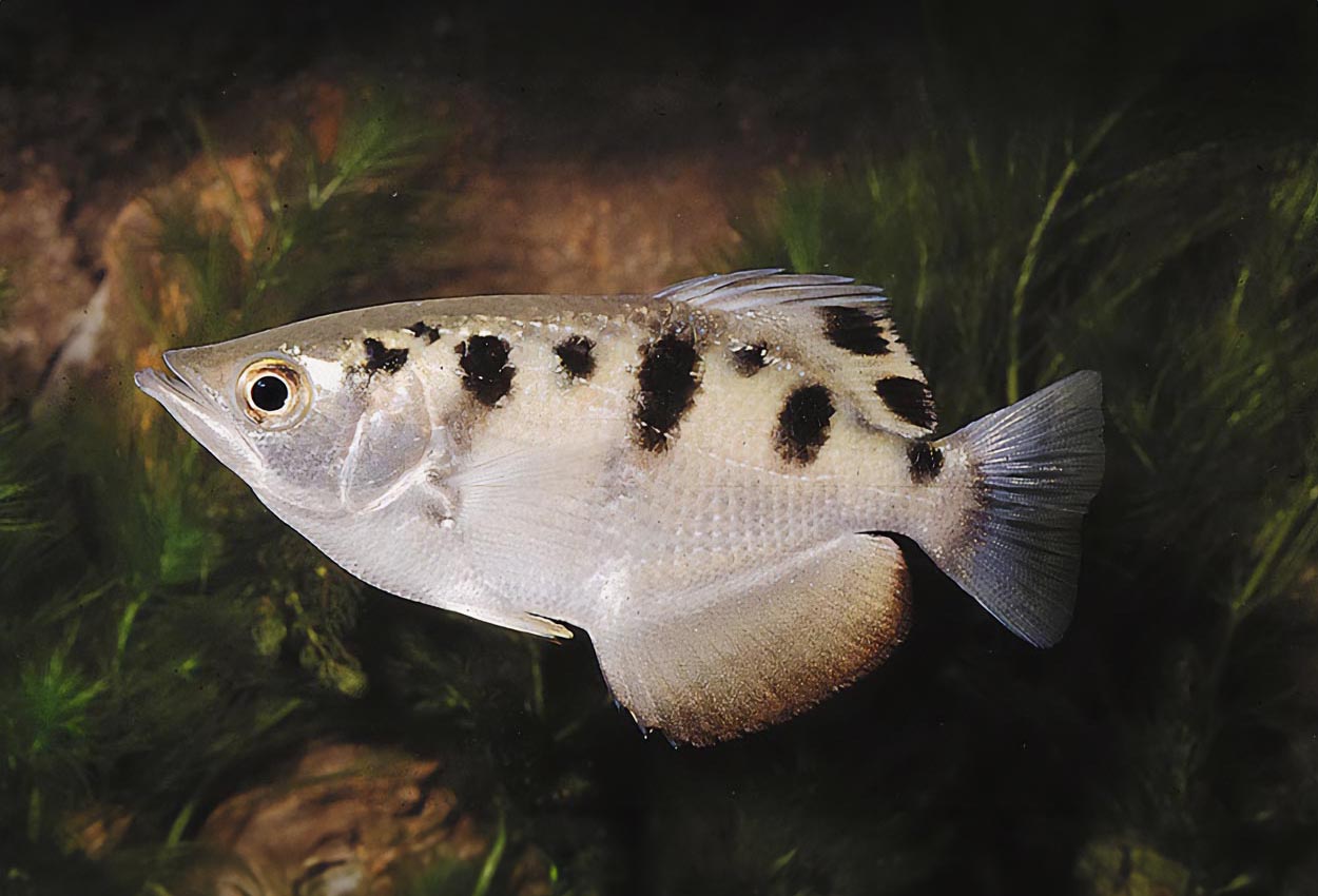 Toxotes jaculatrix