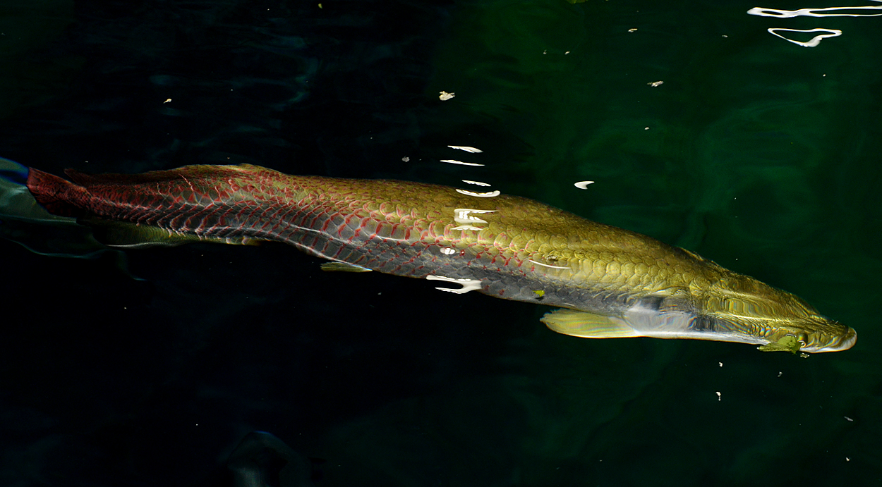 Arapaima gigas