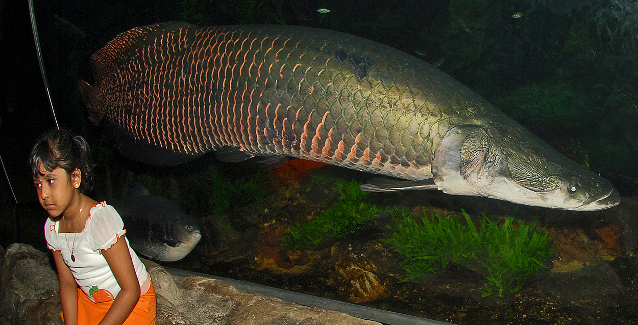 Arapaima gigas