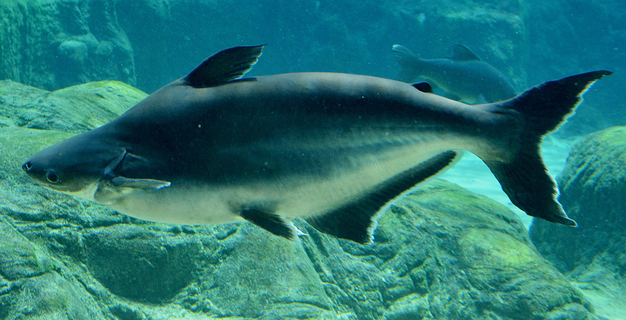 Pangasianodon gigas