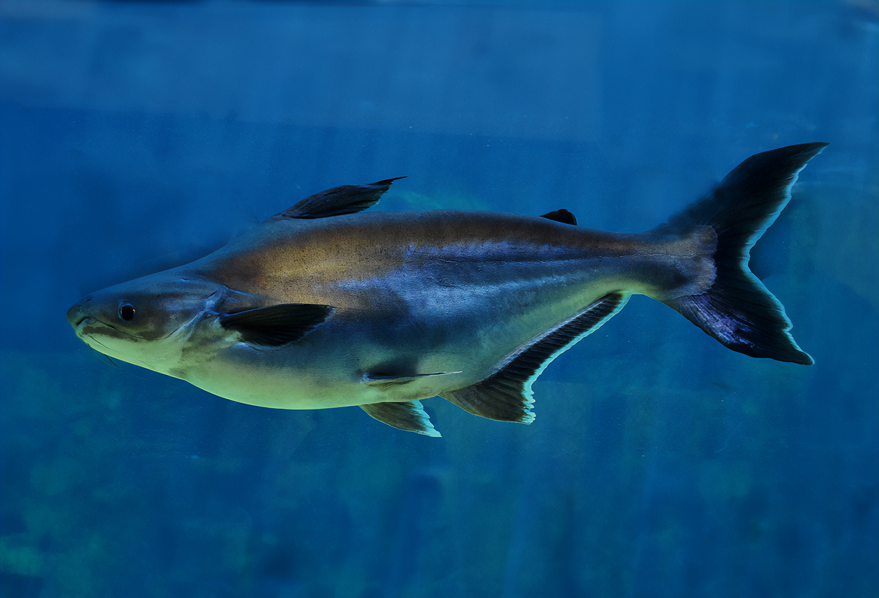 Pangasianodon gigas