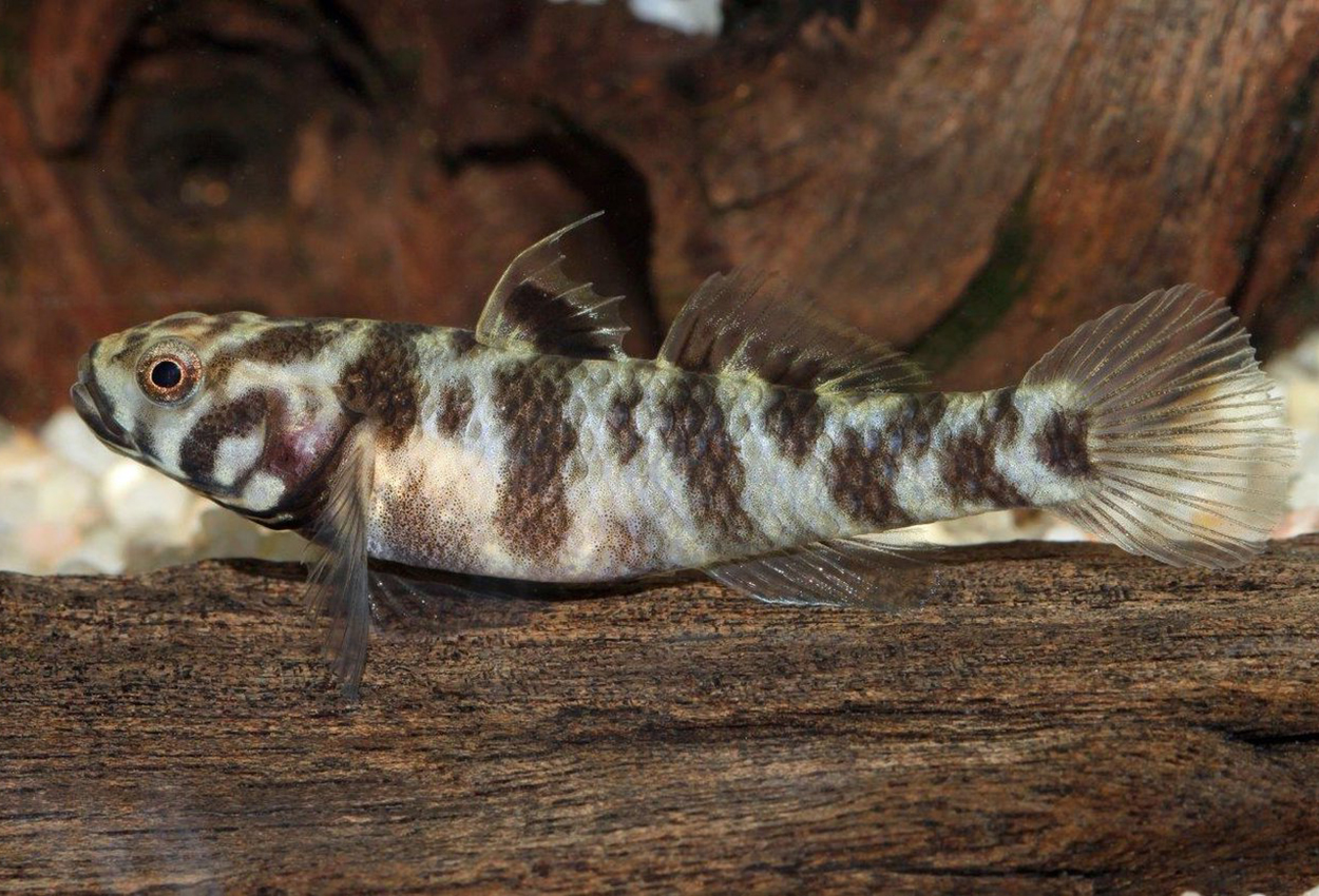 Mugilogobius adeida