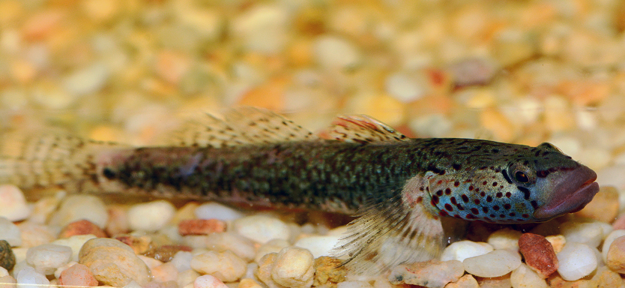 Rhinogobius sp.