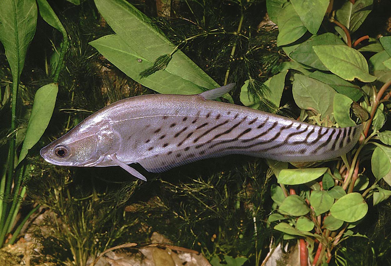 Chitala blanci