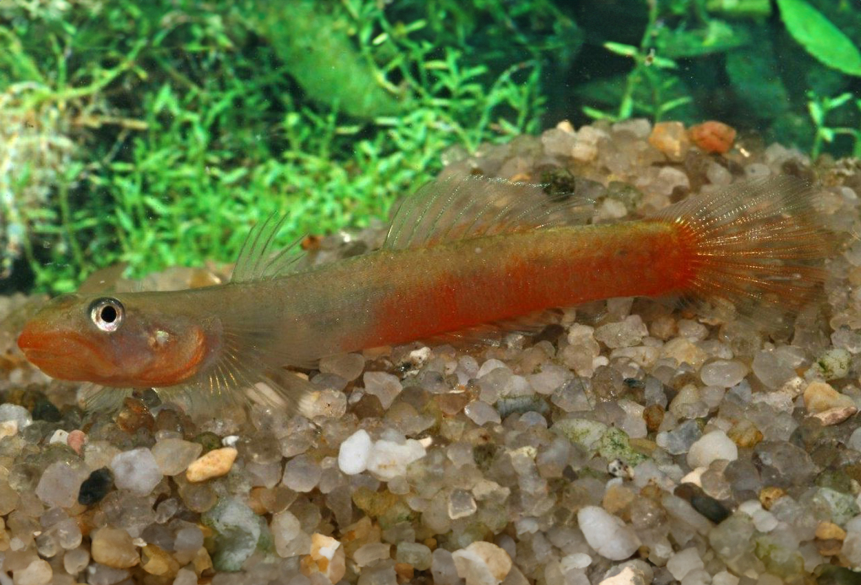 Sicyopus auxilimentus