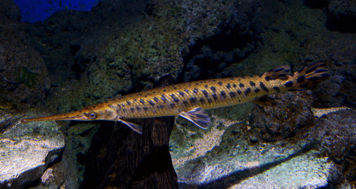 Atractosteus spatula