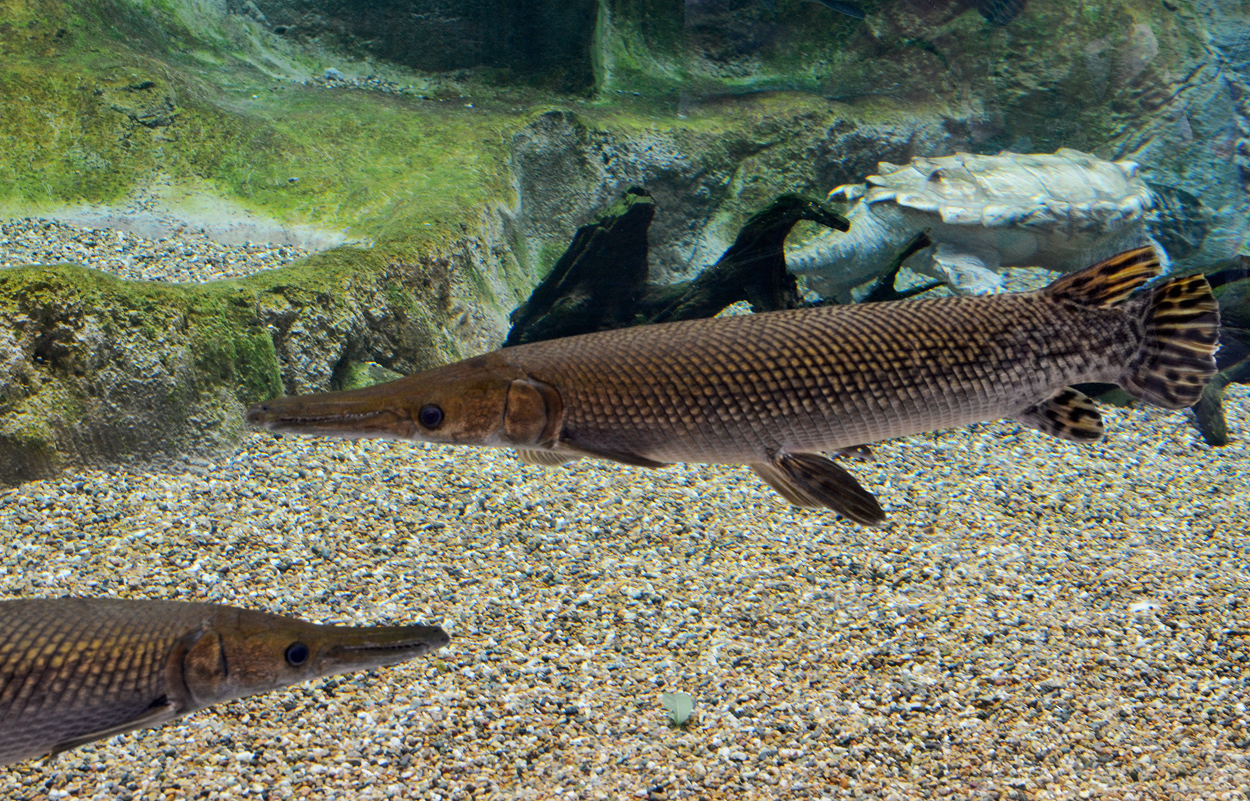 Atractosteus spatula