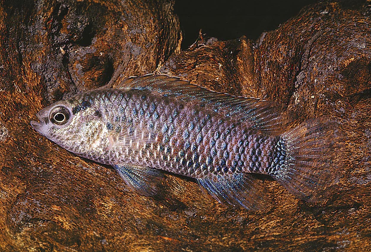 Badis badis